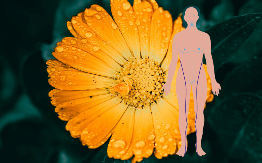 Der Milz-Pankreas Meridian